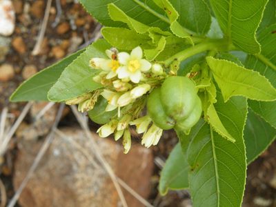 Jatropha latifolia, photographed by Antoinette Eyssell Knox
