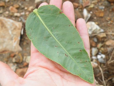 Jatropha latifolia, photographed by Antoinette Eyssell Knox