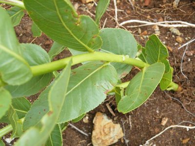 Jatropha latifolia, photographed by Antoinette Eyssell Knox