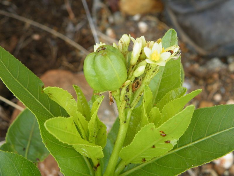 Jatropha latifolia, photographed by Antoinette Eyssell Knox