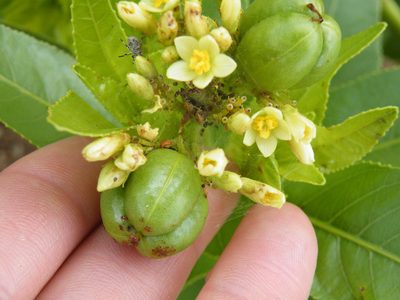 Jatropha latifolia, photographed by Antoinette Eyssell Knox