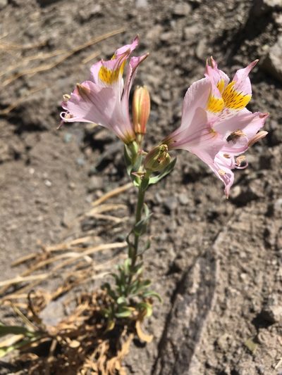 Alstroemeria pallida, photographed by Matt Berger