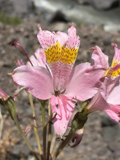 Alstroemeria pallida, photographed by Matt Berger