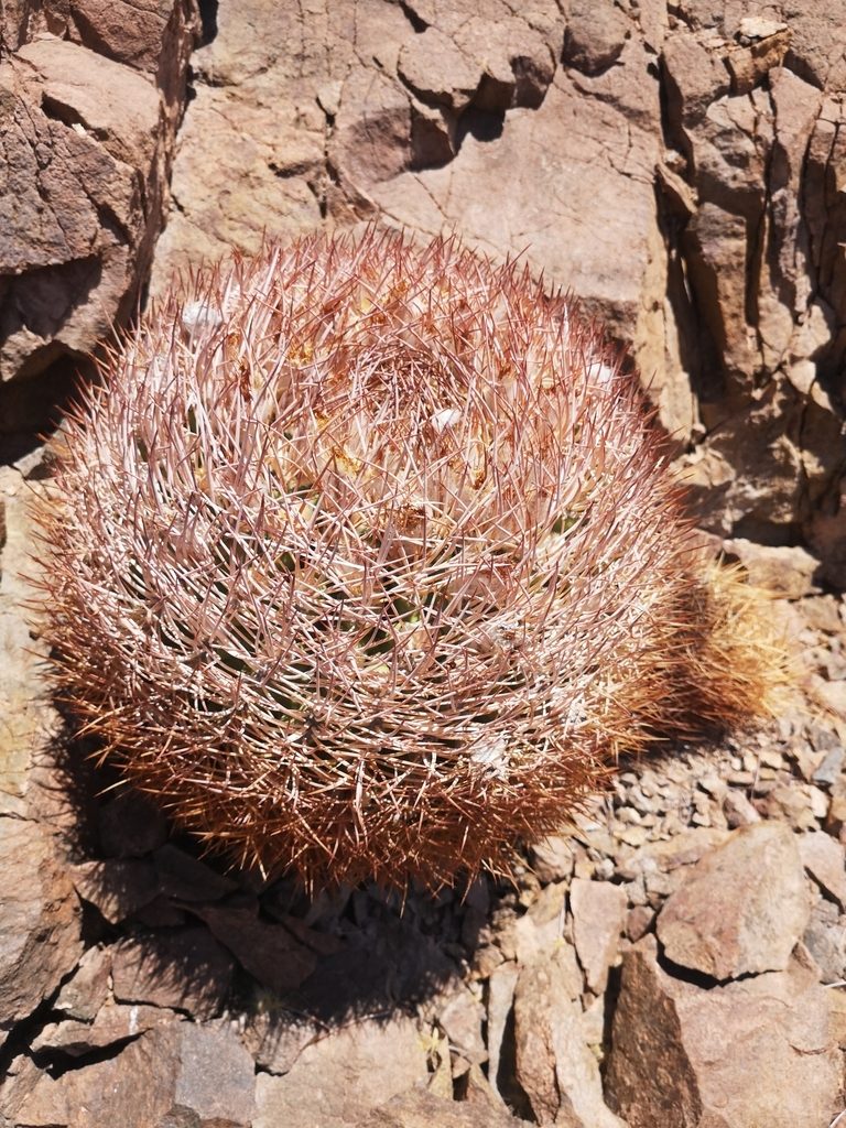 Eriosyce rodentiophila, photographed by Aira Francisca Faúndez Fallau