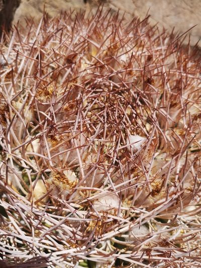 Eriosyce rodentiophila, photographed by Aira Francisca Faúndez Fallau