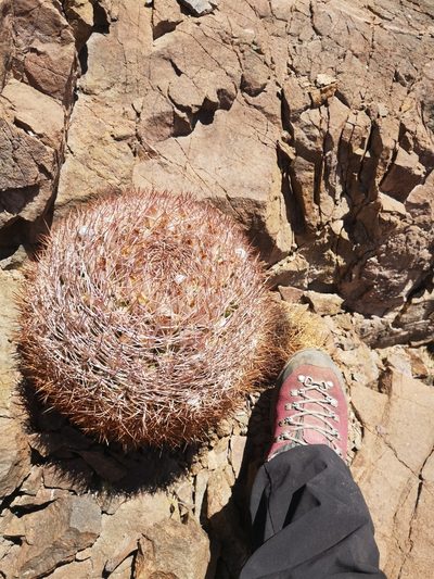 Eriosyce rodentiophila, photographed by Aira Francisca Faúndez Fallau