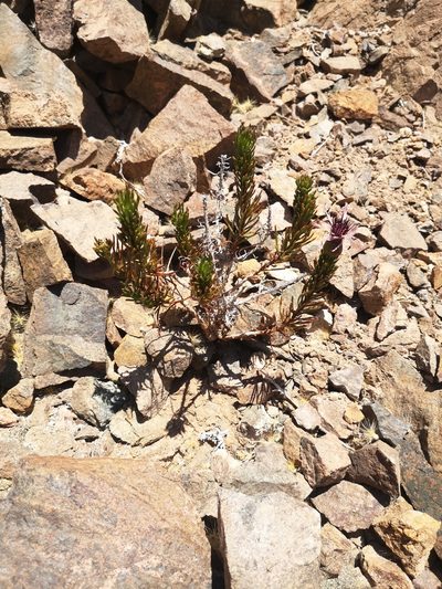 Gypothamnium pinifolium, photographed by Aira Francisca Faúndez Fallau