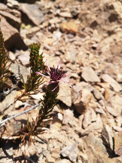 Gypothamnium pinifolium, photographed by Aira Francisca Faúndez Fallau