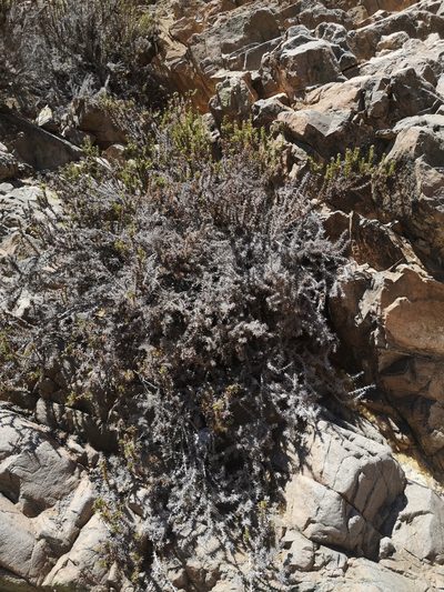 Oxyphyllum ulicinum, photographed by Aira Francisca Faúndez Fallau