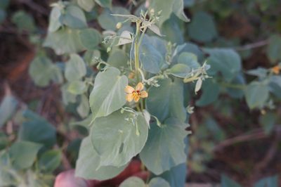 Abutilon trisulcatum, photographed by Henggang Cui
