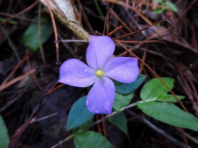 Arthrostemma parvifolium, photographed by Matteo Cassella