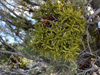 Phoradendron hawksworthii, photographed by CK2AZ