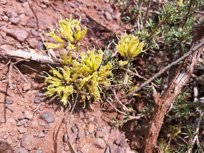 Grevillea huegelii, photographed by T. Hammer