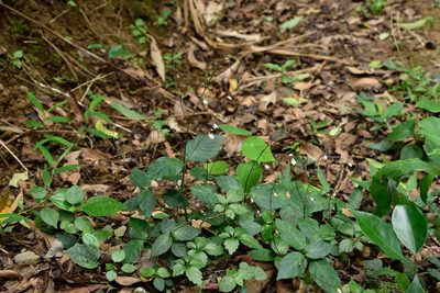 Codonacanthus pauciflorus, photographed by 國立臺灣博物館