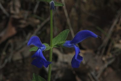 Salvia patens, photographed by Juan Cruzado Cortés