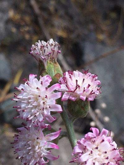 Leucheria floribunda, photographed by Matt Berger