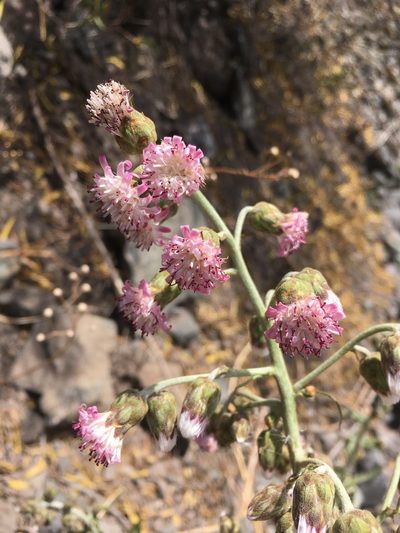 Leucheria floribunda, photographed by Matt Berger