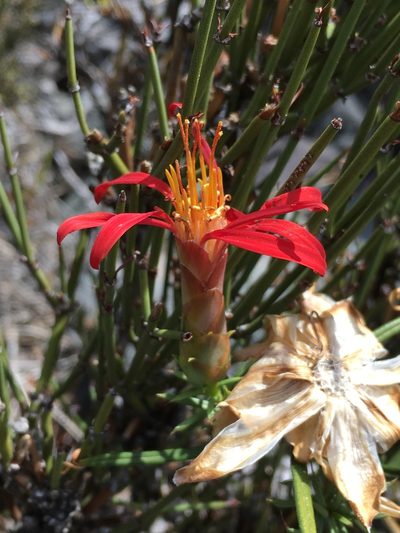Mutisia subulata, photographed by Matt Berger