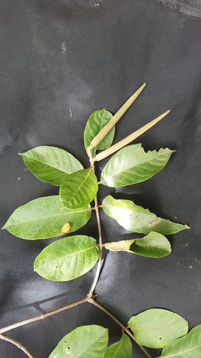 Forsteronia spicata, photographed by geralg