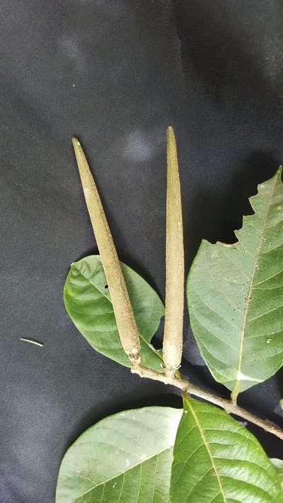 Forsteronia spicata, photographed by geralg