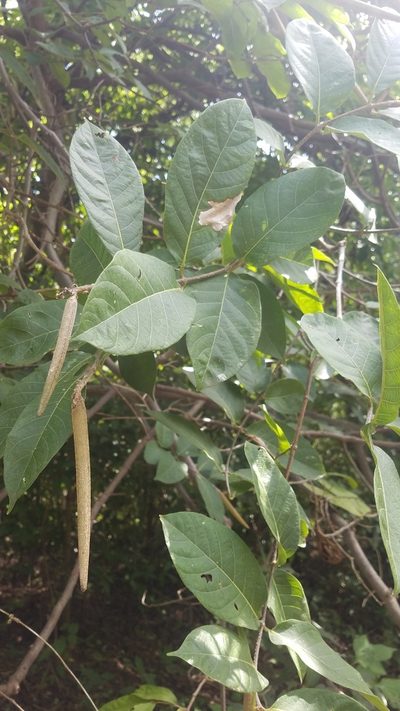Forsteronia spicata, photographed by geralg