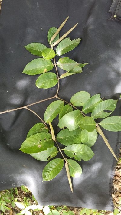 Forsteronia spicata, photographed by geralg