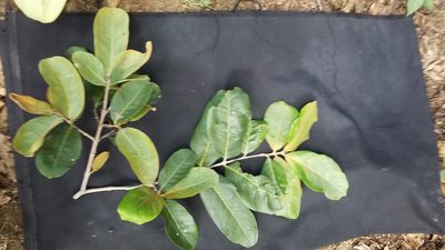 Eugenia hiraeifolia, photographed by geralg
