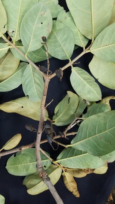 Eugenia hiraeifolia, photographed by geralg