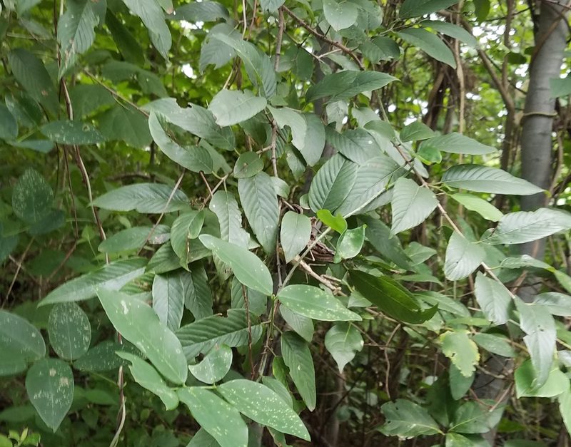 Karwinskia calderonii, photographed by geralg