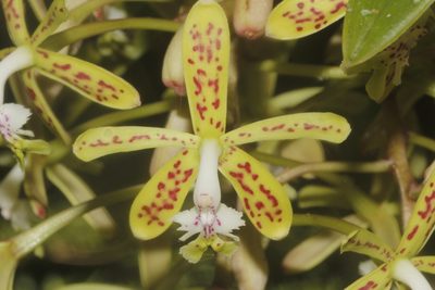 Epidendrum cristatum, photographed by Juan Cruzado Cortés
