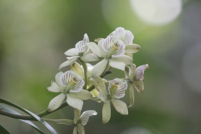Prosthechea radiata, photographed by Juan Cruzado Cortés
