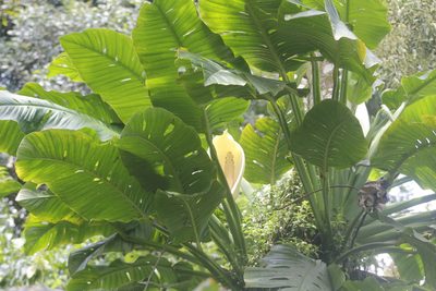 Monstera egregia, photographed by Juan Cruzado Cortés