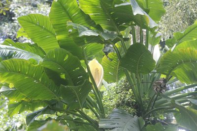 Monstera egregia, photographed by Juan Cruzado Cortés