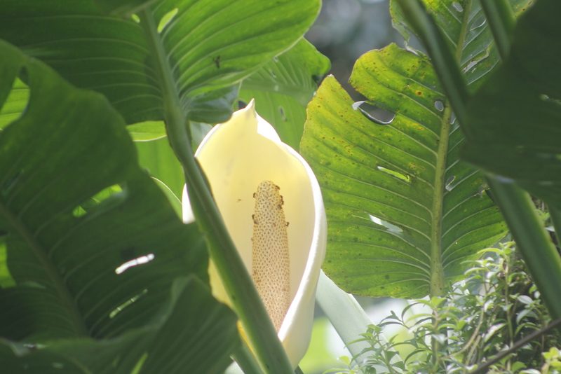 Monstera egregia, photographed by Juan Cruzado Cortés