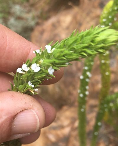 Muraltia alba, photographed by Caroline Voget