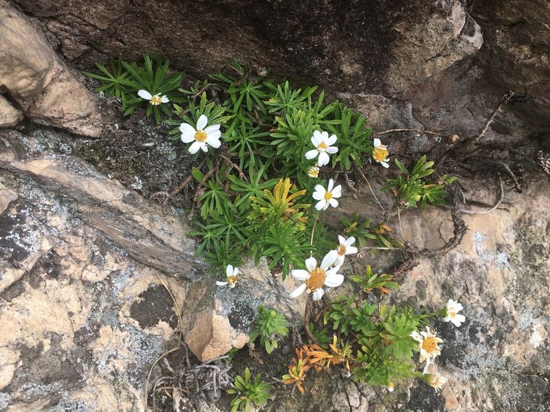Osmitopsis nana, photographed by Caroline Voget