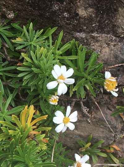 Osmitopsis nana, photographed by Caroline Voget