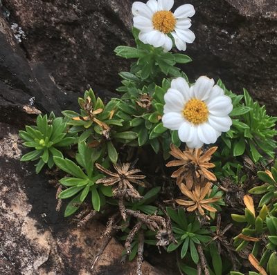 Osmitopsis nana, photographed by Caroline Voget