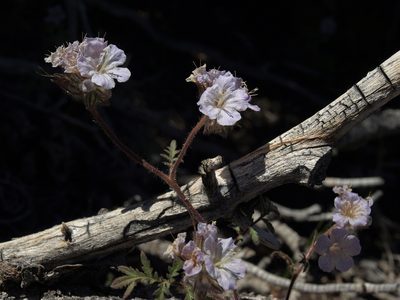 Phacelia vallis-mortae, photographed by Jim Morefield