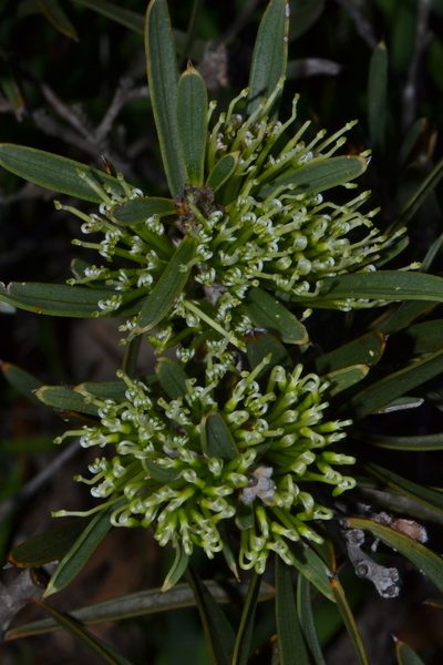 Hakea corymbosa, photographed by T. Hammer