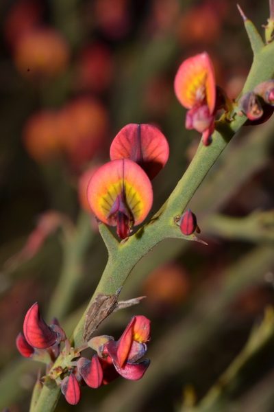 Daviesia incrassata, photographed by T. Hammer