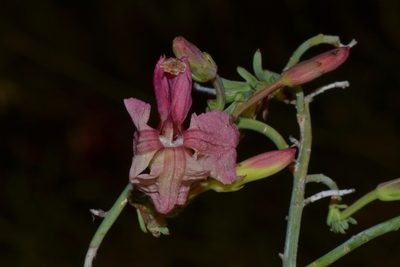 Leschenaultia linarioides, photographed by T. Hammer