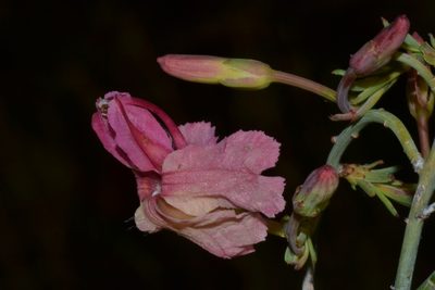 Leschenaultia linarioides, photographed by T. Hammer