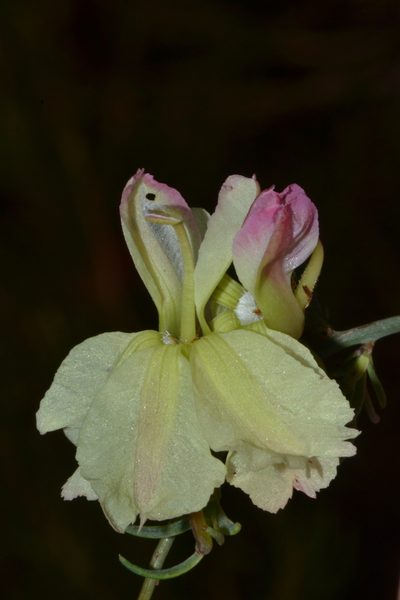 Leschenaultia linarioides, photographed by T. Hammer