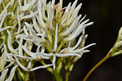 Conospermum teretifolium, photographed by T. Hammer