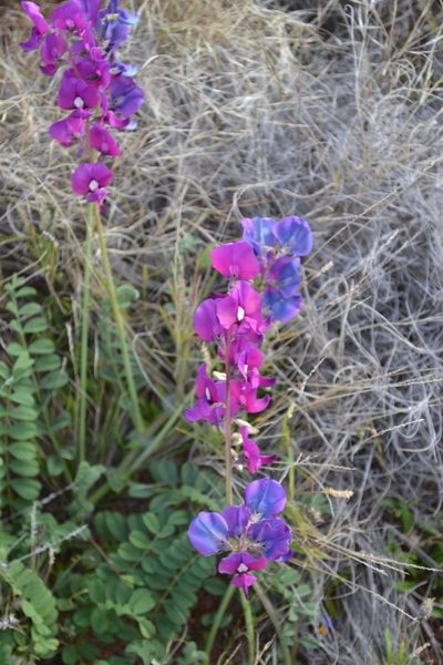 Swainsona beasleyana, photographed by T. Hammer