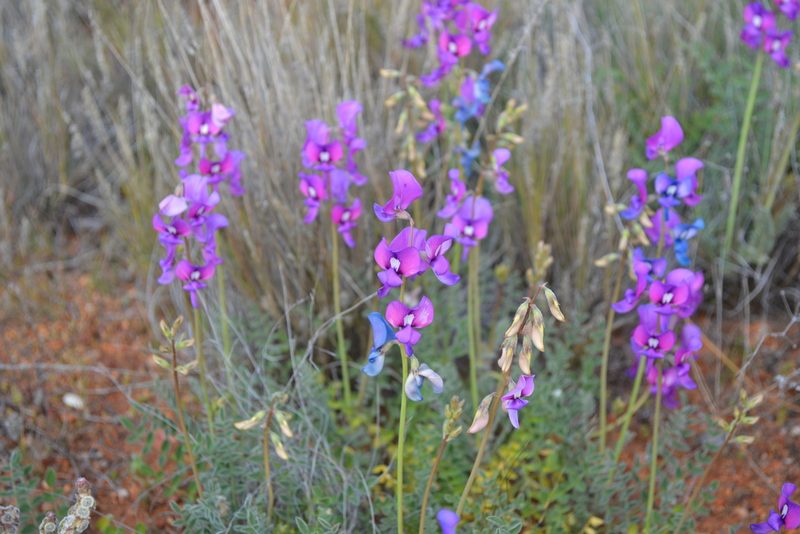 Swainsona beasleyana, photographed by T. Hammer