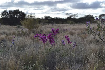 Swainsona beasleyana, photographed by T. Hammer