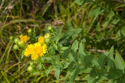Pentanema spiraeifolium, photographed by Drepanostoma