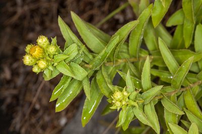 Pentanema spiraeifolium, photographed by Drepanostoma